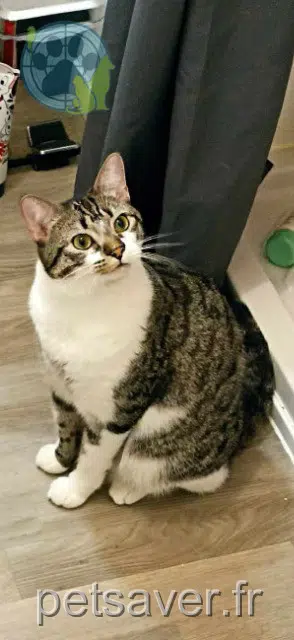 chat reunited 16450 Saint-Claud Darwin