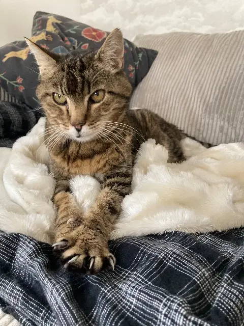 chat reunited   16000 Angoulême Kerouac