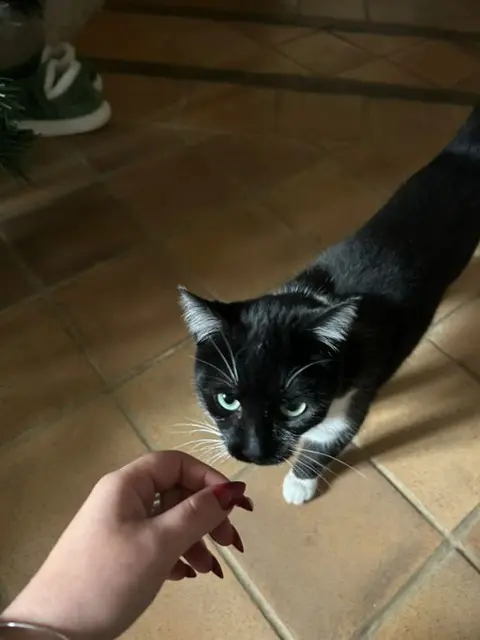 chat reunited   16330 La Boixe Gayus