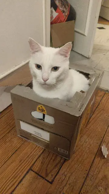 chat reunited   16000 Angoulême Marcel