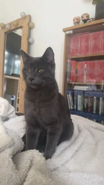 chat reunited   16100 Cognac Oggy