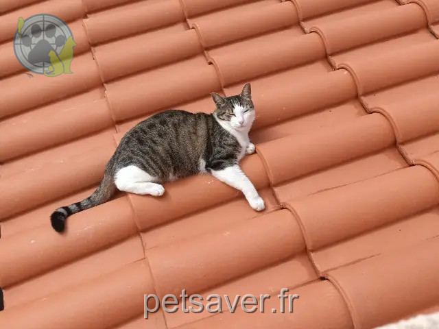 chat reunited 16400 La Couronne Onix
