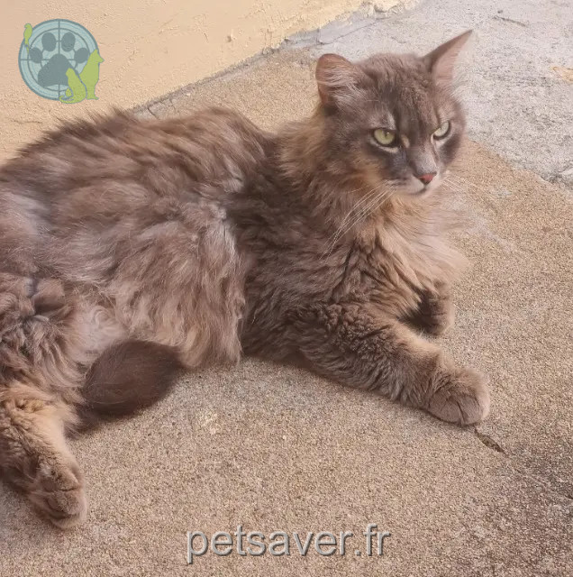 chat reunited 16700 Ruffec Pacha
