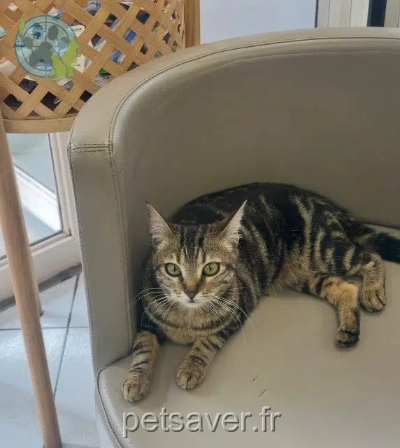 chat reunited 16480 Brossac Pepain