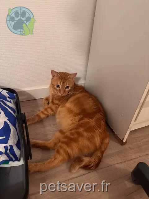 chat reunited   16440 Nersac Petshop
