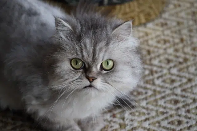 chat reunited   16100 Cognac Rio