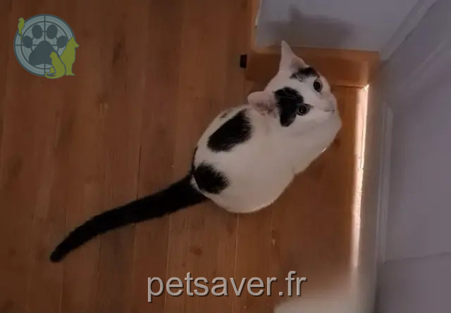 gatto reunited 16110 Taponnat-Fleurignac Blackie