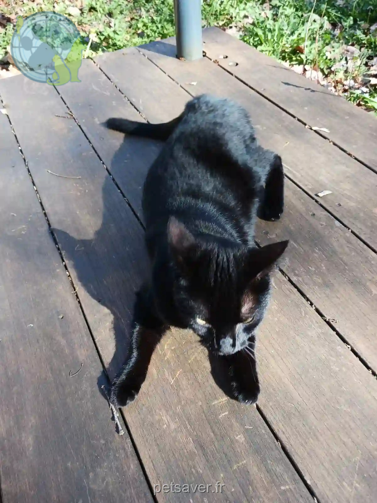 Chat Trouvé 16 Charente - Tymack Chat Trouvé 16 Charente - Tymack