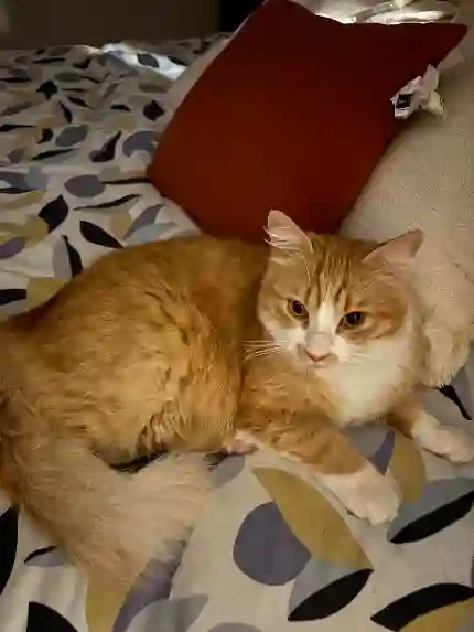 Chat Trouvé 16 Charente - Ulky Chat Trouvé 16 Charente - Ulky