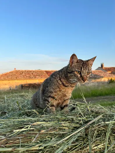 Chat Perdu 16 Charente - Uly Chat Perdu 16 Charente - Uly