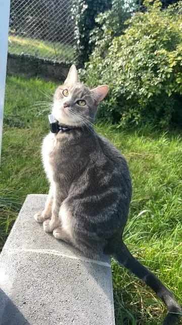 chat reunited   16600 Magnac-sur-Touvre Vautour