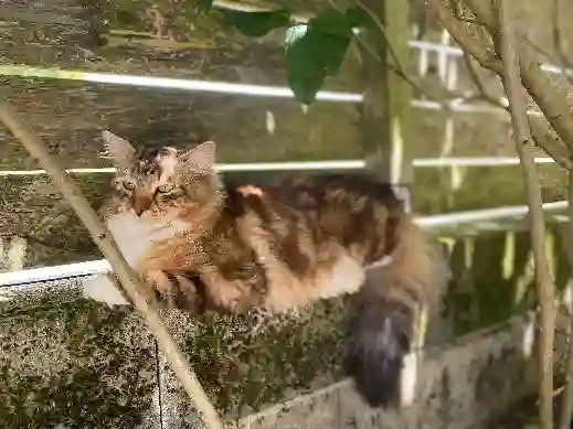 Chat Trouvé 16 Charente Yvrac-et-Malleyrand - Uno Chat Trouvé 16 Charente Yvrac-et-Malleyrand - Uno