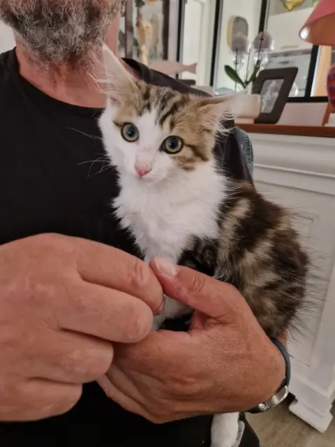chat reunited   17870 Breuil-Magné Aby
