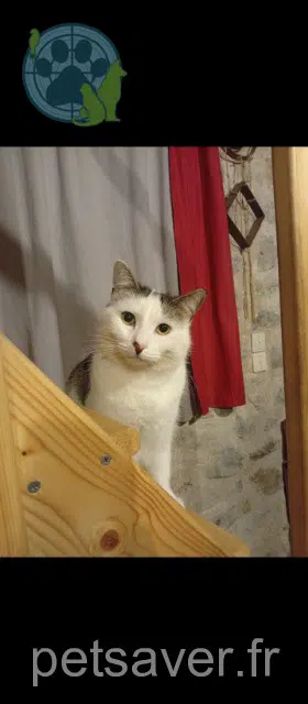 chat reunited   17210 Saint-Palais-de-Négrignac Alberto