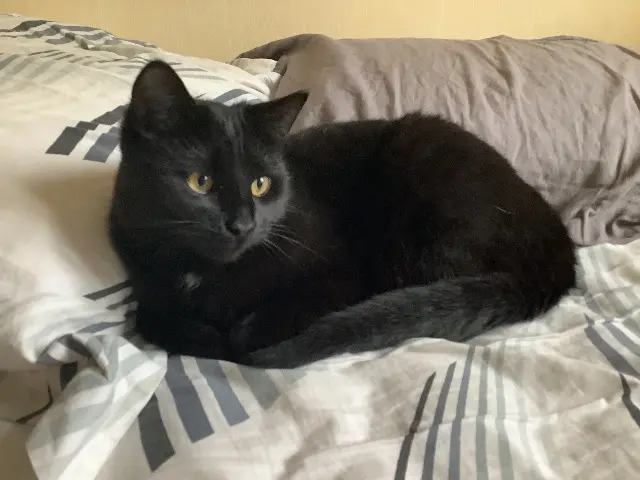 chat reunited   17138 Puilboreau Bijou dit Bébé