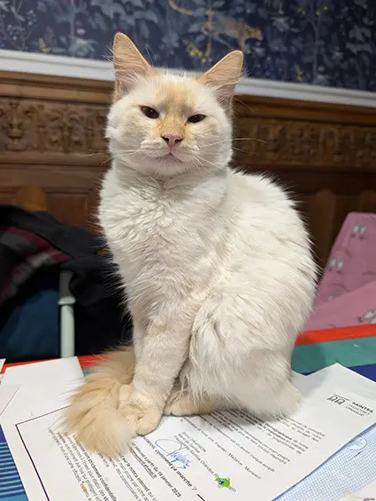 chat reunited   17100 Saintes boule de Poil