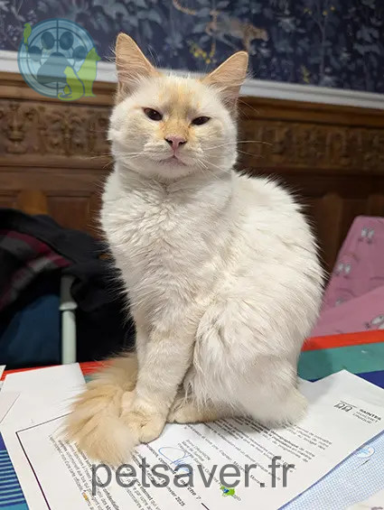 chat reunited   17100 Saintes boule de Poil