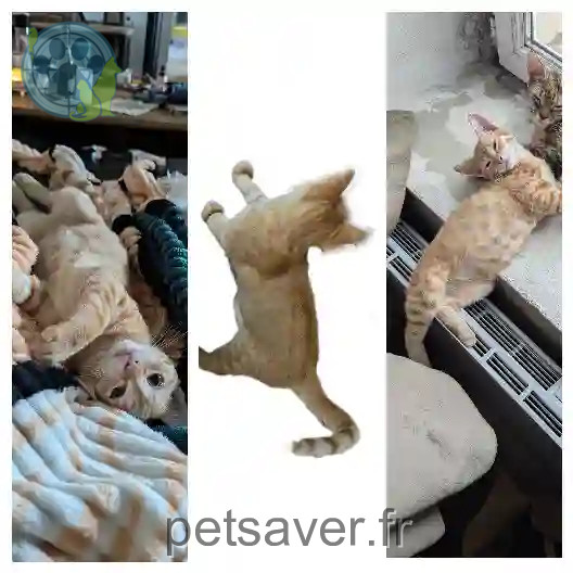 Chat Trouvé 17 Charente-Maritime - Buddy Chat Trouvé 17 Charente-Maritime - Buddy