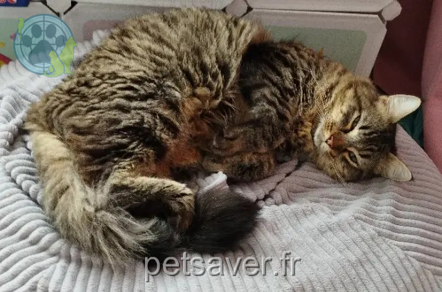 chat reunited   17700 Saint-Mard Diablo