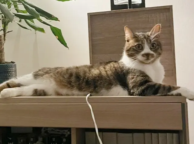 chat reunited   17600 Médis Fabienne Blaha