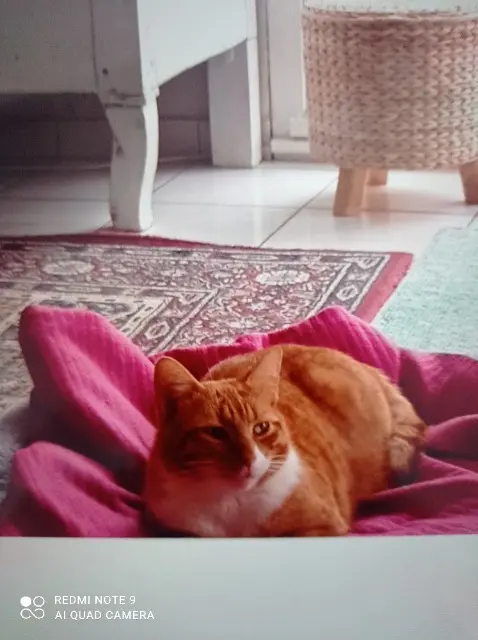 chat reunited   17138 Saint-Xandre Febus