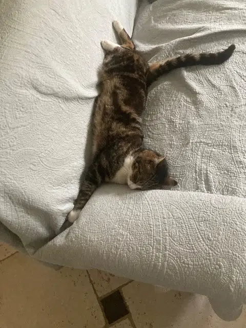 chat reunited   17290 Ardillières Filou