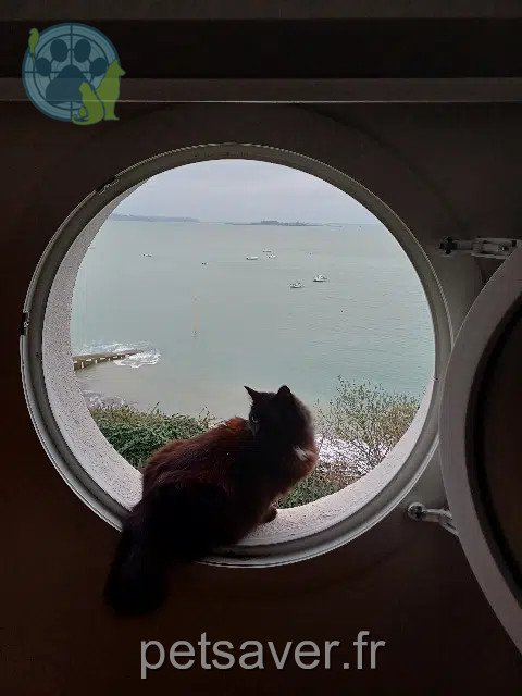 gato reunited   17000 La Rochelle Georges