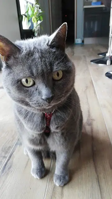 chat reunited   17330 La Jarrie-Audouin Gribouille