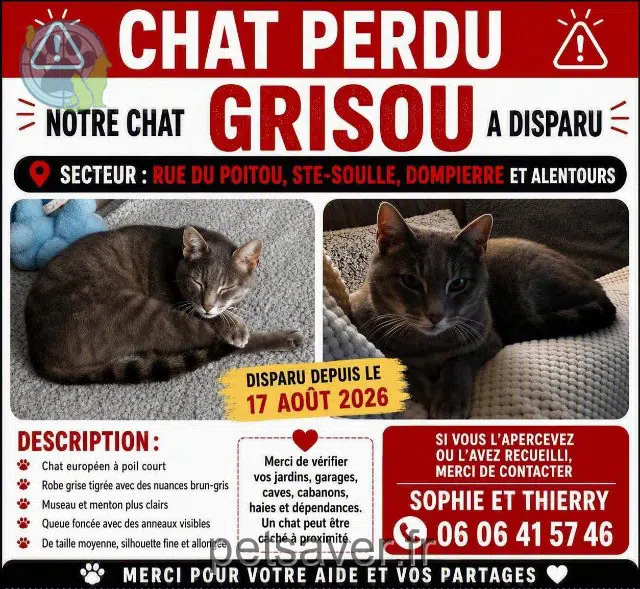 chat reunited 17220 Sainte-Soulle Grisou
