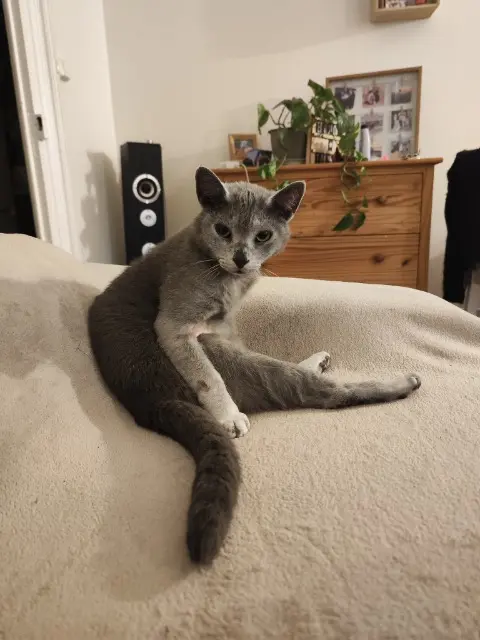 chat reunited   17870 Breuil-Magné Iron