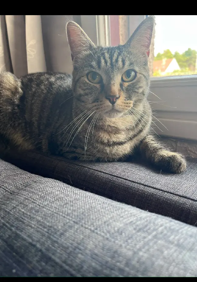 Chat Perdu 17 Charente-Maritime - Johnny Chat Perdu 17 Charente-Maritime - Johnny