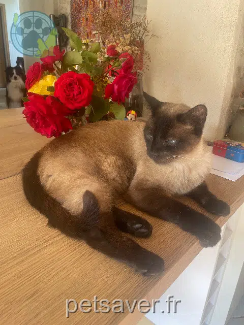 chat reunited 17450 Fouras Kamel