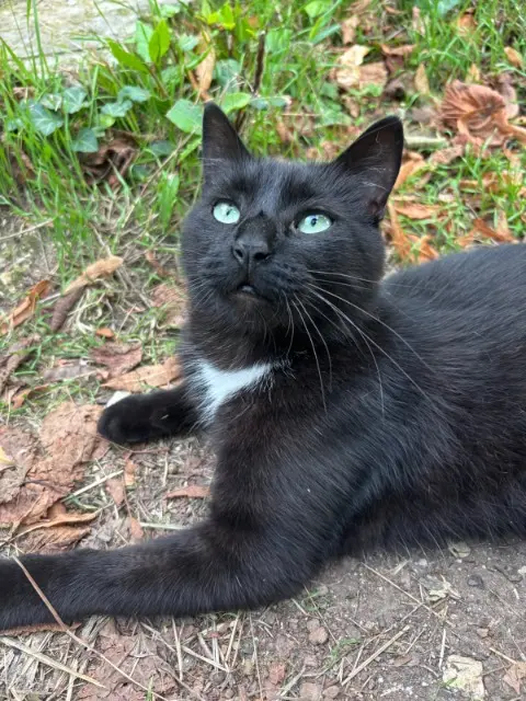 chat reunited   17138 Puilboreau Krokmou