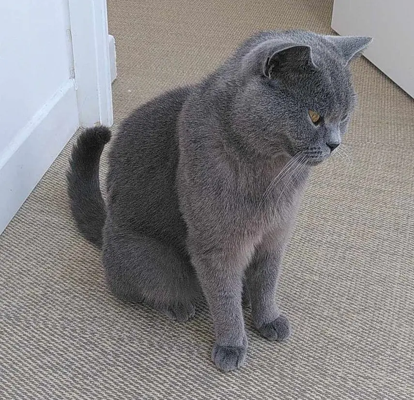 Chat Perdu 17 Charente-Maritime La Rochelle - Grand-chat-gris Chat Perdu 17 Charente-Maritime La Rochelle - Grand-chat-gris