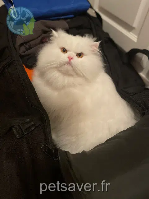 chat reunited 17000 La Rochelle Ralph