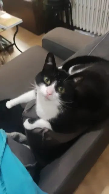 chat reunited   17450 Fouras Lucky