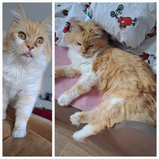 chat reunited   17138 Saint-Xandre Léo
