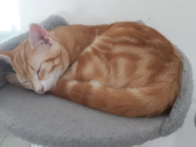 chat reunited   17610 Chérac Milo