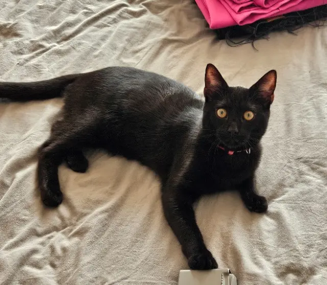 chat reunited   17190 Saint-Georges-d'Oléron Milton