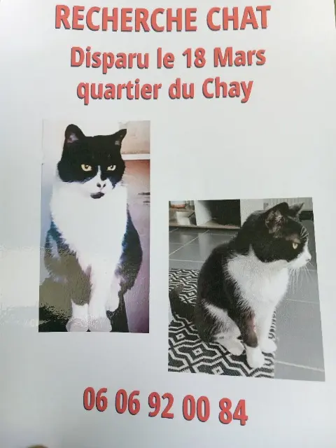 chat reunited   17200 Royan Mimine