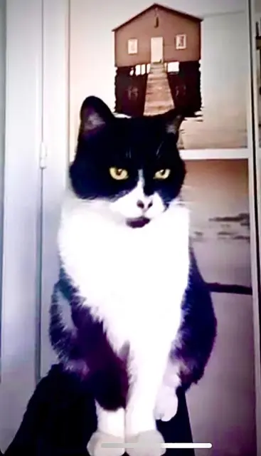 chat reunited   17200 Royan Mimine