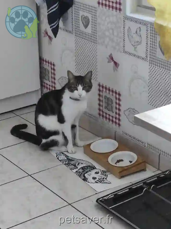 Chat Trouvé 17 Charente-Maritime - Mycki Chat Trouvé 17 Charente-Maritime - Mycki