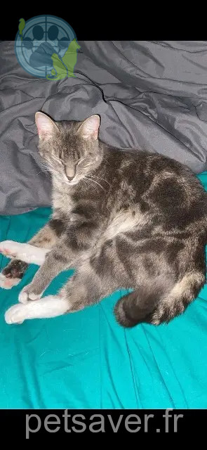chat reunited 17430 Tonnay-Charente Neko