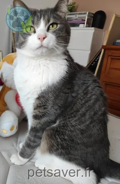 chat reunited 17000 La Rochelle Neïko