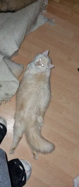 chat reunited   17500 Jonzac Nix