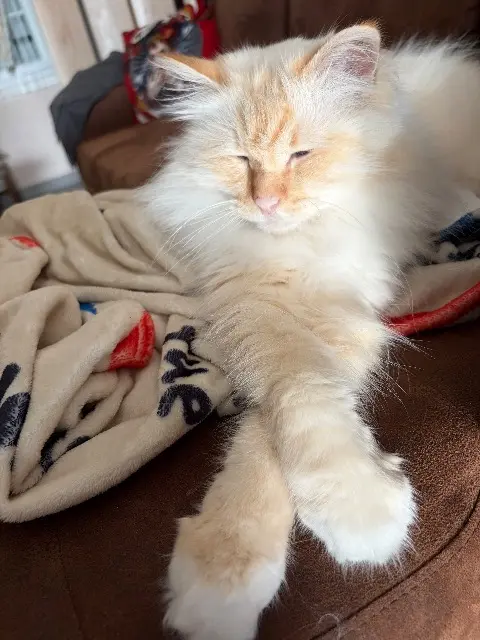 chat reunited   17300 Rochefort Nougat