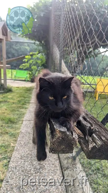 chat reunited   17200 Saint-Sulpice-de-Royan Pepsi