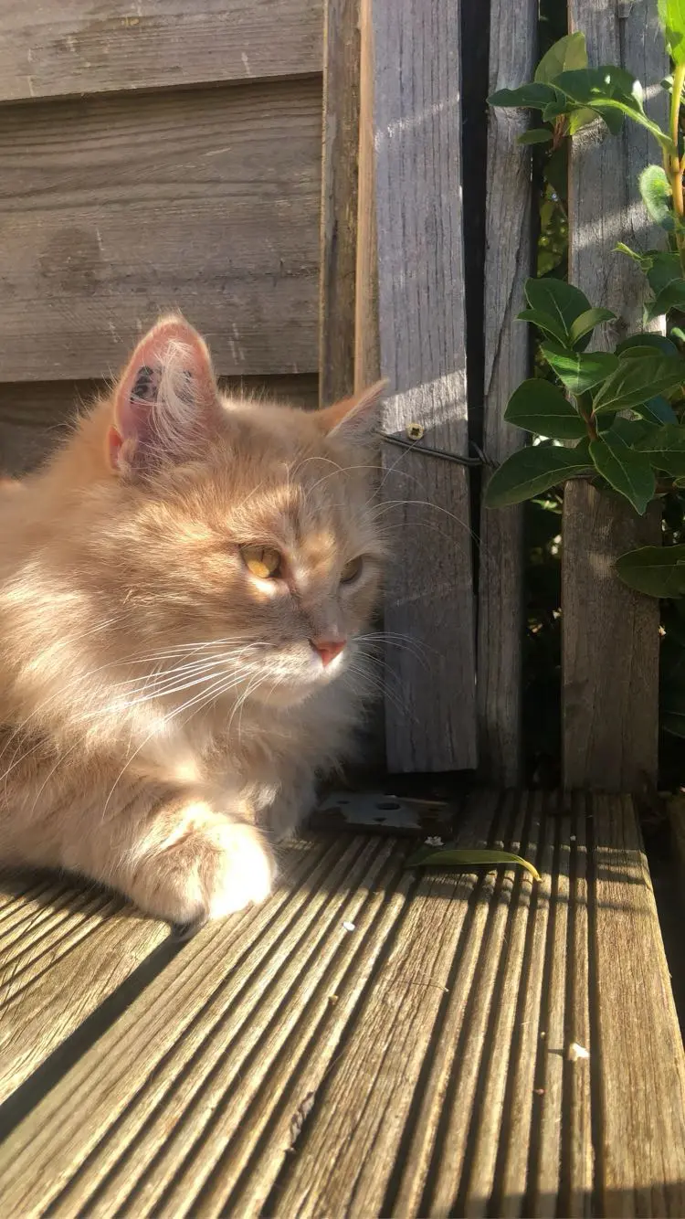 Chat Perdu 17 Charente-Maritime - Pitou Chat Perdu 17 Charente-Maritime - Pitou
