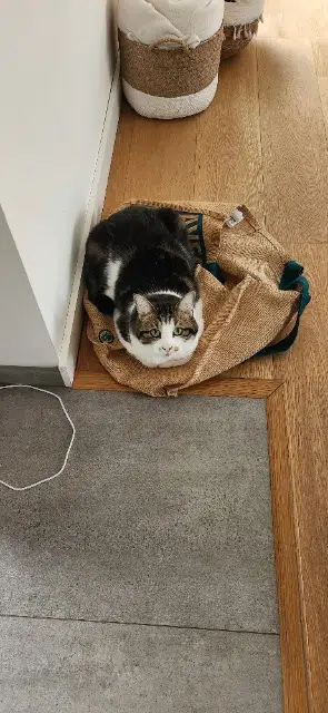 chat reunited   17100 Fontcouverte Pouick