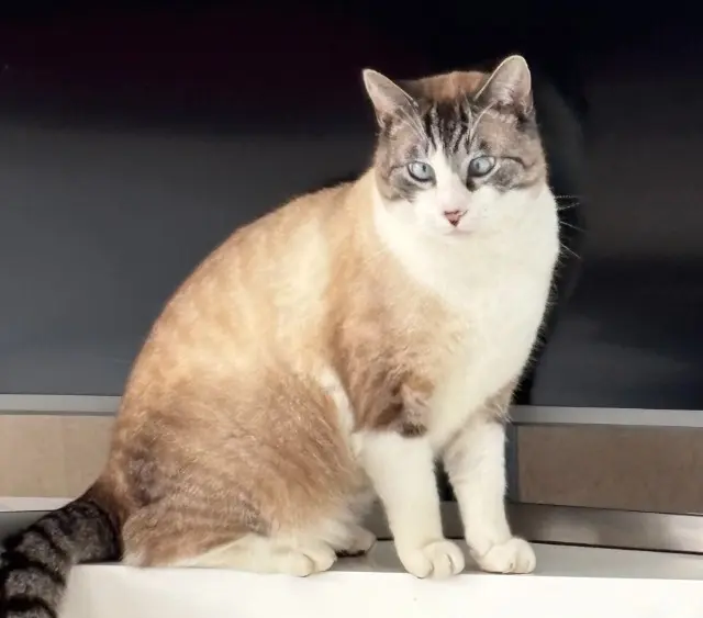 chat reunited   17220 Saint-Vivien REVE D'INDIGO